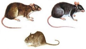 ratas